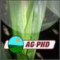 Crop Nutrient Deficiencies Crop Nutrient Deficiencies