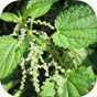 Garden Plants Database Garden Plants Database