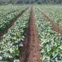 Alabama Crops Alabama Crops