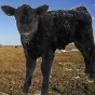 Calving Book