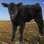 Calving Calculator Ad Free