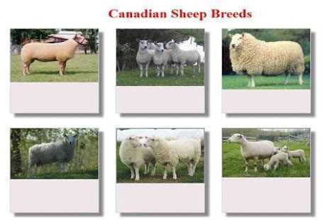 Canadian_Sheep_Breeds