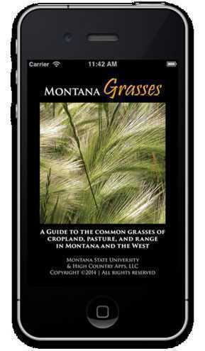 Montana_Grasses