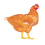 My Poultry Manager - Farm App