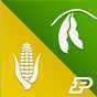 Purdue Extension Corn ...