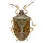 Stink Bug Scout App