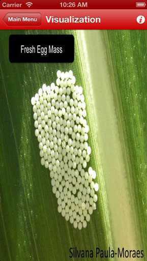 Western_Bean_Cutworm_Speed_Scout