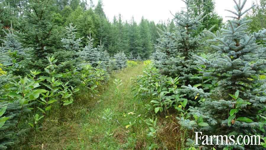Maple Syrup Farm for Sale, Parry Sound, Ontario