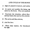 Life Cycle of the Bloodworm image 2 