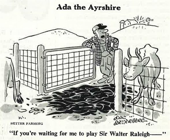 Ada the Ayrshire