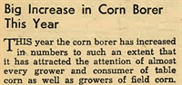 Big Increase in Corn Borer This Year