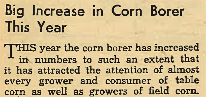 Big Increase in Corn Borer This Year